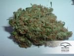 White Widow x The Ultimate Régulier Graines - 10