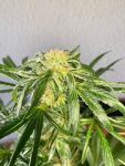 Jack Herer Auto Feminized Seeds - BULK x 100