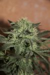 Trainwreck Auto Feminized Seeds - BULK x 100