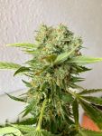 Platinum OG FAST Feminised Seeds - BULK x 100