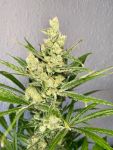 Strawberry Banana FAST Feminized Seeds - BULK x 100
