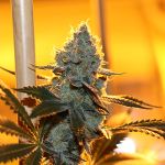 Asian Persuasion Regular Seeds - 5