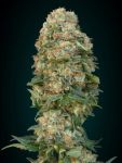 Female Mix Feminised Seeds - 10