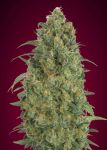 Collection #5 Auto Feminised Seeds - 6