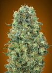 Collection #6 Feminised Seeds - 6