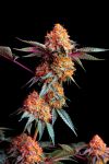 Blackberry Frosting Regular Seeds - 5