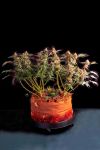 Blackberry Frosting Regular Seeds - 5