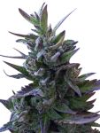 Nepal Mist Regular Seeds (Limited Edition) - 10
