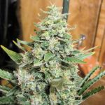 Panama x Malawi Regular Seeds (Limited Edition) - 10