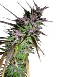 Purple Pakistani Haze Feminised Seeds (Limited Edition) - 5