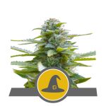 Exotic Witch Régulier Graines - 10
