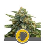 Mango Crunch Régulier Graines - 10