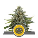 Pumpkin Kush Regulär Samen - 10