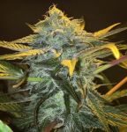 Punch & Cookies Feminised Seeds - 6