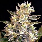 Sunset Vibes Auto Feminised Seeds - 5