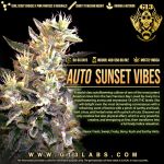 Sunset Vibes Auto Feminised Seeds - 5