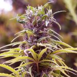 Durban Poison Feminizowane Nasiona - 5