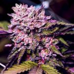 Gelato Feminizowane Nasiona - 5