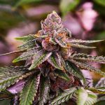 Girl Scout Cookies Auto Feminizowane Nasiona - 5