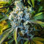Super Silver Haze Régulier Graines - 10