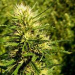 Super Skunk Auto Féminisée Graines - 5