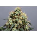 Bruce Lemon Diesel Feminised Seeds - 8