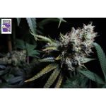Bruce Lemon Diesel Feminised Seeds - 8