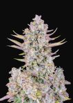 Purple Punch FAST Feminized Seeds - BULK x 100
