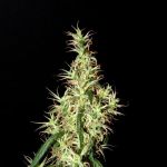 Rasol Village Regular Seeds - 12