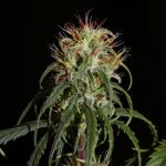 Chebarkul Siberian Ruderalis CBD Auto Regular Seeds - 12