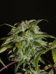 Sheberghan Hashplant Regular Seeds - 12