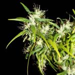 Kerala Chellakutti Regular Seeds - 12