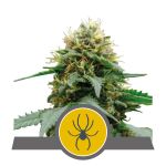 White Widow Zwykły Nasiona - 10