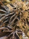 Corleone Kush Feminizowane Nasiona - 6