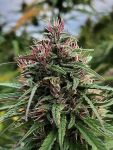 Boax-Hindu CBD Feminizowane Nasiona - 6
