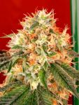Deadhead OG Auto Feminized Seeds - 6