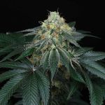 Peach Lassi Regular Seeds - 12