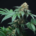 Peach Lassi Regular Seeds - 12