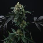 Lime Ozz Feminised Seeds - 6