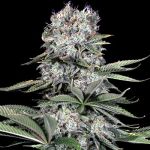 Runtz 13 Feminised Seeds - 5