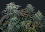Heavy Duty Fruity Regular Seeds - 5