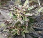 Kali China Feminised Seeds - Breeders Pack - 20