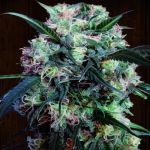 Kali China Feminised Seeds - Breeders Pack - 20