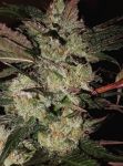 Kali China Feminised Seeds - Breeders Pack - 20