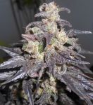 Kali China Feminised Seeds - Breeders Pack - 20