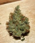 Nepal Jam Feminised Seeds - Breeders Pack - 15