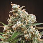 Nepal Jam Régulier Graines - Breeders Pack - 30