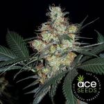 Nepal Jam Régulier Graines - Breeders Pack - 30