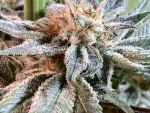 Nepal Jam Régulier Graines - Breeders Pack - 30