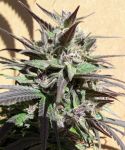 Purple Haze 23 A5 Feminised Seeds - 5